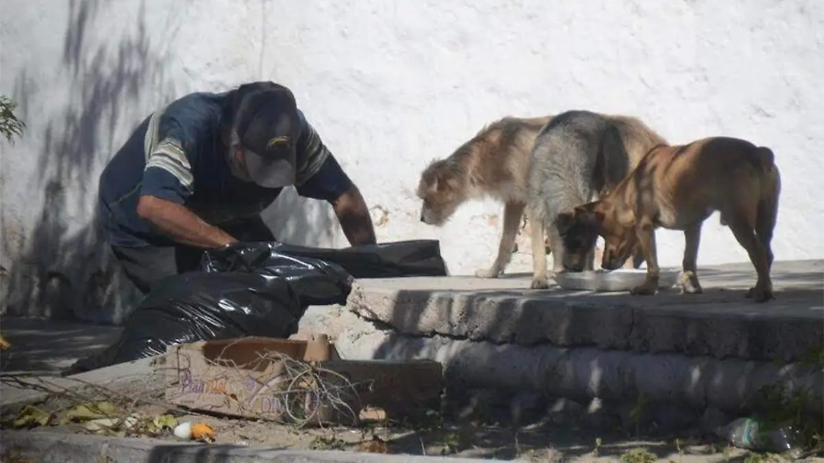 Perros callejeros abandono